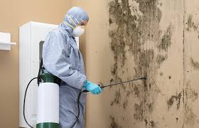 Best Attic Mold Removal  in Bodfish, CA